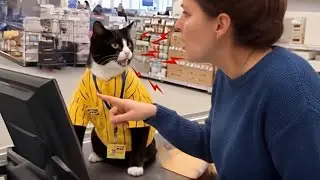 Hilarious Cats Start Talking Back To Their Human😲