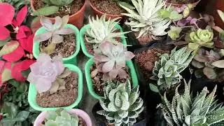 WHAT PLANTS ARE THESE IN BAGUIO CITY PHILIPPINES? 
