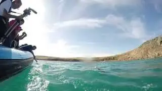 GoProDolphins