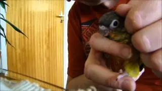 Tamme Pyrrhura, de Leukste Vogel voor in Huis