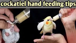 Cockatiel Hand feeding tips and solutions / How to hand feed cockatiel chicks? / URDU|HINDI ||2025