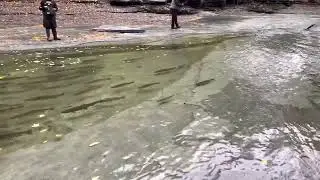 Walnut Creek, Erie PA, USA &hellip; steelhead fishing October 2022