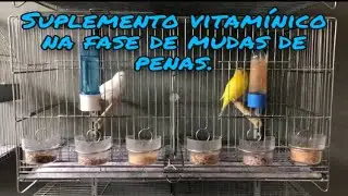 Suplemento vitam&iacute;nico na fase de muda de penas.