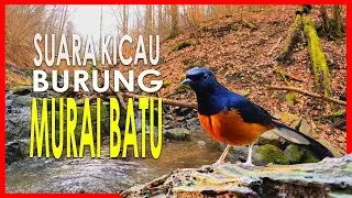 Suara Burung Murai Batu - Suara Murai Terbaik