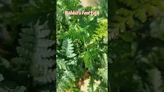 Rabbit's Foot Fern| #nature #nature lovers #ferns #trending beautiful #shorts #yt shorts