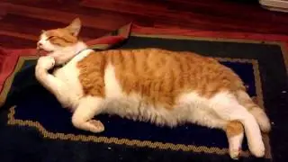 Cat Cleaning Paws