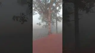 Heavy fog in rewa, mp