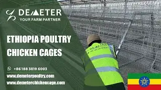 Start Your Egg Farm Right &ndash; Modern Layer Chicken Cages Available in Ethiopia #chickencage