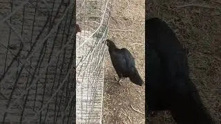 Qaib team shutdown ej bird