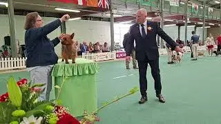 Welsh Kennel Club Dog Show 2025 - Terrier Group