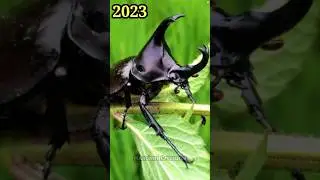 2023 Beetle and 5000 Bce Beetle || Ancient Creatures #shorts #shortsvideo #youtubeshorts #viral