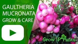 Gaultheria mucronata &ndash; выращивание, уход и сбор урожая (съедобные плоды)