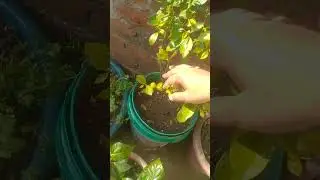 Trending Viyral New sort ritikasingh garden video flower plant, podhe lagayen  Nature  Plant grow