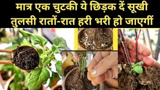 मात्र एक चुटकी ये चीज छिड़क दें ,रातो-रात सूखी तुलसी मे आएगें नये पते | बस ये 1 काम कभी ना करें