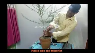 How to make Bonsai Styling with wiring { Indoor Bonsai Tree Care Guidelines}