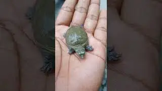 Turtle sound 😈😘😉