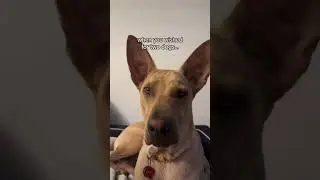 Family gets a New Dog.. Stuffed Animal | MyPetsies&copy;