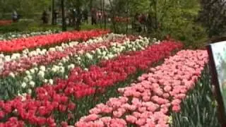 Springtime - Hans Schalk - New Original Song and Video - Bulbarea Holland - 24 April 2009