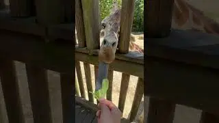 Giraffe gives gift #shorts #shortsvideo