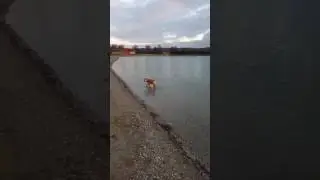 Continental Bulldog Juna im Wasser