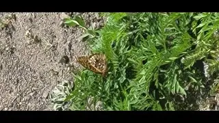 June Pollinator Party