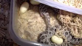 Justin Mitcham of ExtremeHogs - Western Hognose Laying Eggs