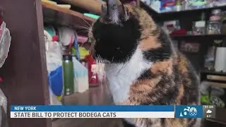 New bill introduced in New York to protect 'Bodega Cats'