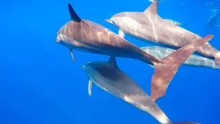 Swimming with Dolphins Le Morne Mauritius