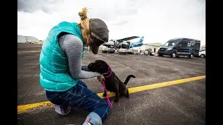 Transporting 30,000 pets to safety