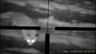 Pard NV007s on Scope Walther 6x42