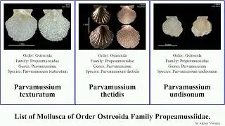List of Mollusca of Order Ostreoida Family Propeamussiidae. parvamussium ina similis virgatum