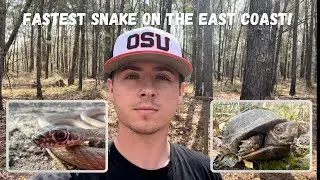 The FASTEST Snake On The East Coast!