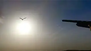 Koonj Ka Shikar | Balochistan me Koonj ka Shikar | Crane Hunting