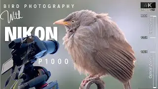 Nikon P1000 - Bird Photography | BEST Photo & Video Settings of NIKON COOLPIX P1000 for Wildlife