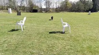 Trotza Alfa Trick Film 32