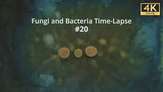 4K Fungi and Bacteria Time-Lapse 20
