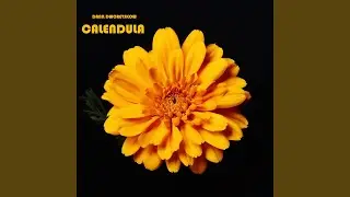 Ringelblume