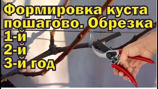 Пошаговая формировка виноградного куста, обрезка 1, 2-х, 3-х летних кустов.
