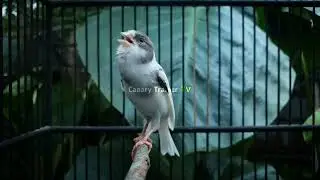 Canary Motivation Sound: Get Instant Reaction From Your Bird