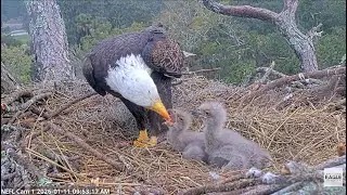 Beau brings in fish & feeds eaglets! 1 11 2026