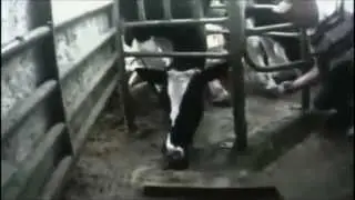 The real face of dairy products / La verdadera cara de los l&aacute;cteos