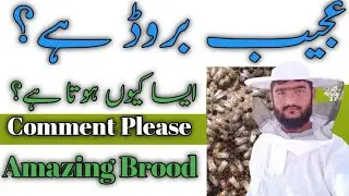 Cells and Broods types in one Brood | Beekeeping