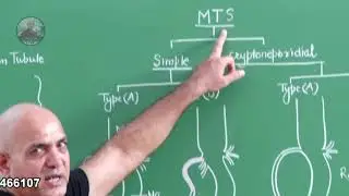 EXCRETORY SYSTEM OF INSECT