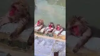 Shorts | Reels | Group Of Monkeys Relaxing In Hot Spring | Animals | Wildlife
