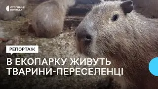 Тварини-переселенці в екопарку поблизу Полтави: у яких умовах живуть