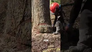Precision Felling: Unlocking the Economic Value of Timber | Expert Tree Felling