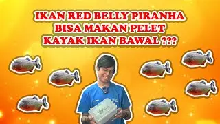 TREATMENT IKAN RED BELLY PIRANHA AGAR BISA MAKAN PELET ! BISA HEMAT BELI PAKAN IKAN HIDUP !!!