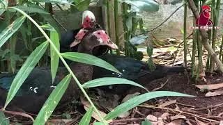 Raising natural chickens and ducks that spend less on feed so there is no financial crisis