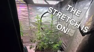 Open pollination updates and issues
