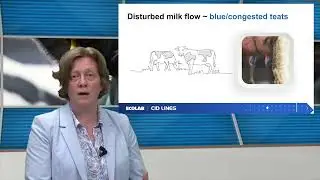 ecolab   pre milking webinar pills   4   pre milking for healthy cows and animal welfare